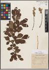 Foto von Salix aurita L.